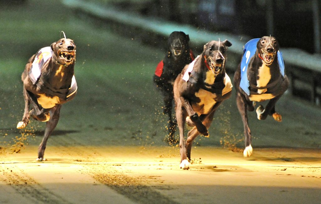 How To Bet On Greyhounds Racing - Strategies And Tips